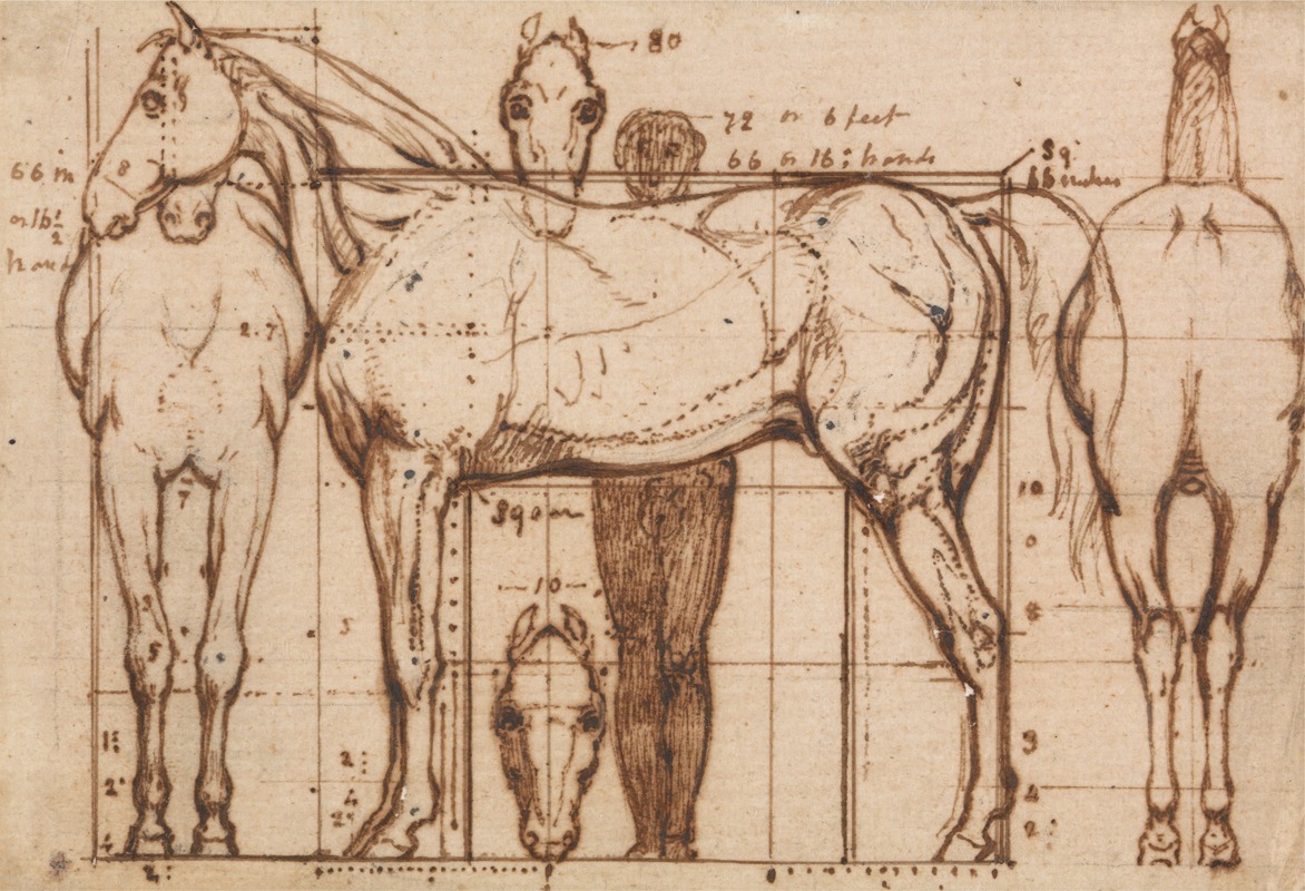 Anatomical Study of a Horse — William Mulready
