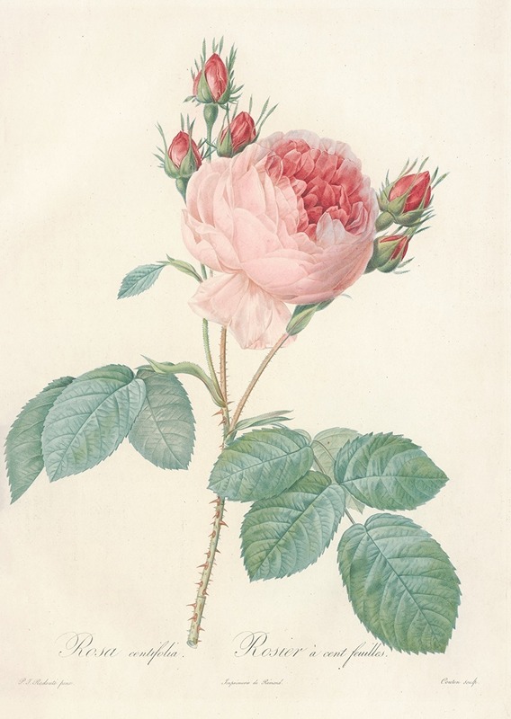 Rosa Centifolia by Pierre-Joseph Redouté, 1817 - 1824 — digital art print download