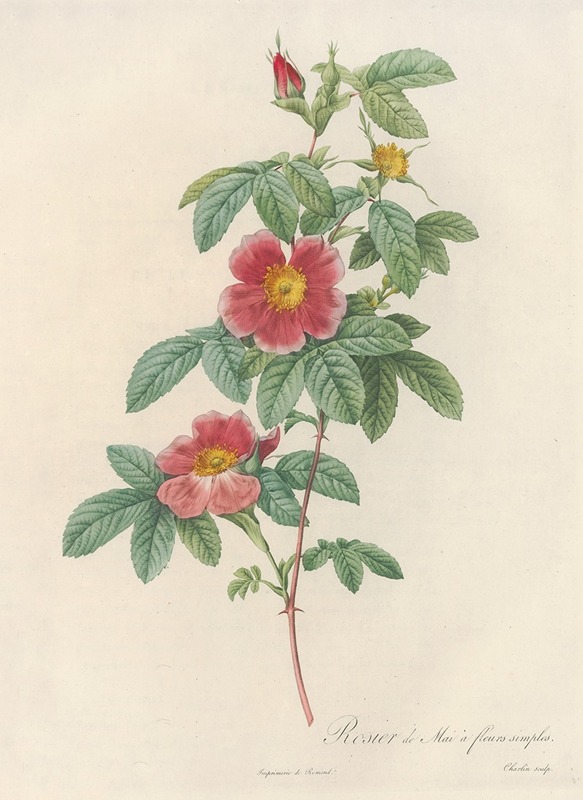 Rosa Cinnamomea Flore Simplici by Pierre-Joseph Redouté, 1817 - 1824 — digital art print download