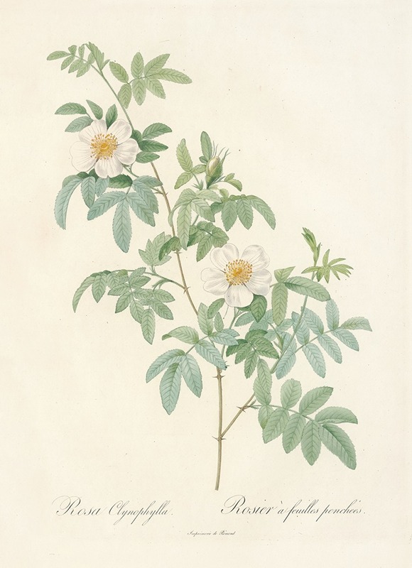 Rosa Clynophylla by Pierre-Joseph Redouté, 1817 - 1824 — digital art print download