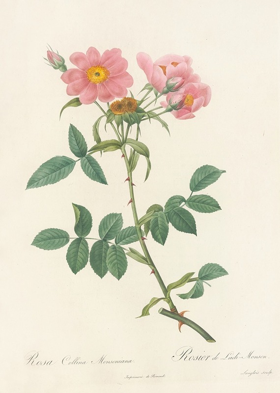 Rosa Collina Monsoniana — Pierre-Joseph Redouté
