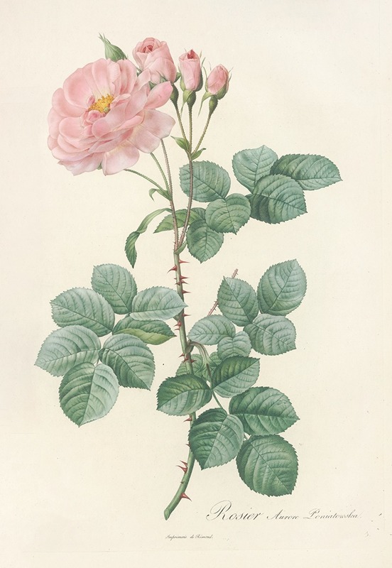 Rosa Damascena Aurora by Pierre-Joseph Redouté, 1817 - 1824 — digital art print download