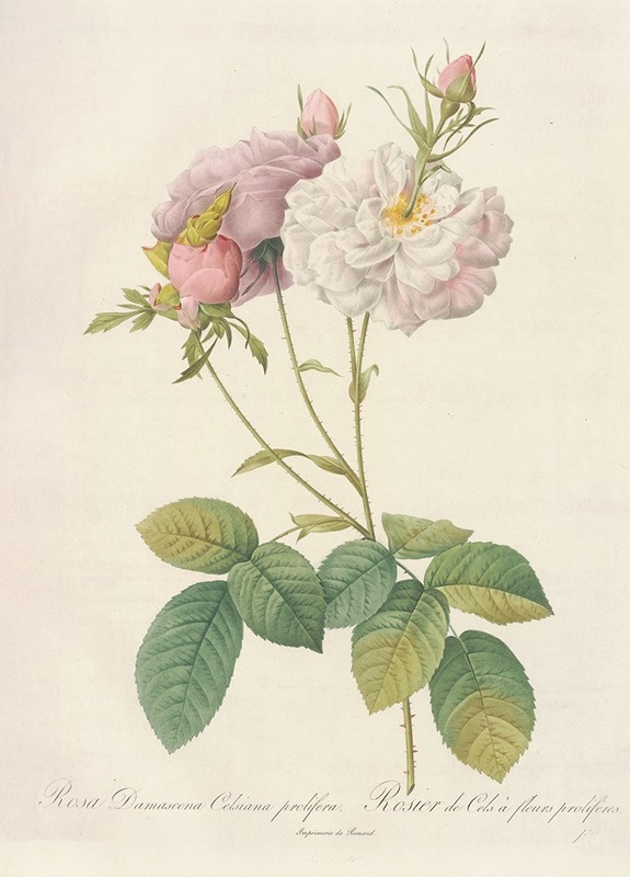 Rosa Damascena Celsiana Prolifera — Pierre-Joseph Redouté