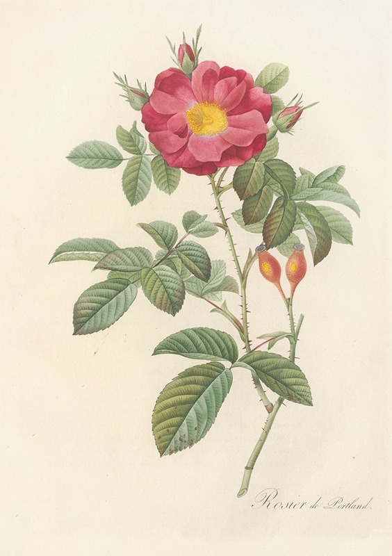 Rosa Damascena Coccinea by Pierre-Joseph Redouté, 1817 - 1824 — digital art print download
