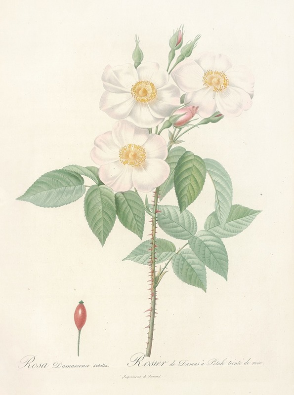 Rosa Damascena Subalba by Pierre-Joseph Redouté, 1817 - 1824 — digital art print download