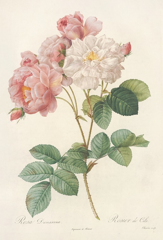 Rosa Damascena by Pierre-Joseph Redouté, 1817 - 1824 — digital art print download