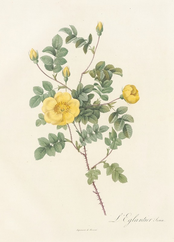 Rosa Eglanteria Luteola by Pierre-Joseph Redouté, 1817 - 1824 — digital art print download