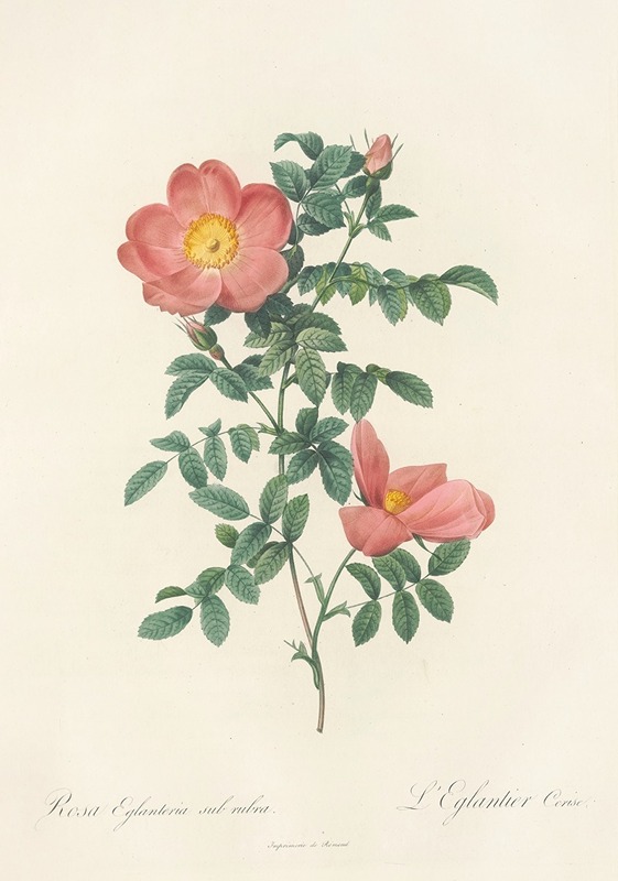 Rosa Eglanteria Sub Rubra by Pierre-Joseph Redouté, 1817 - 1824 — digital art print download