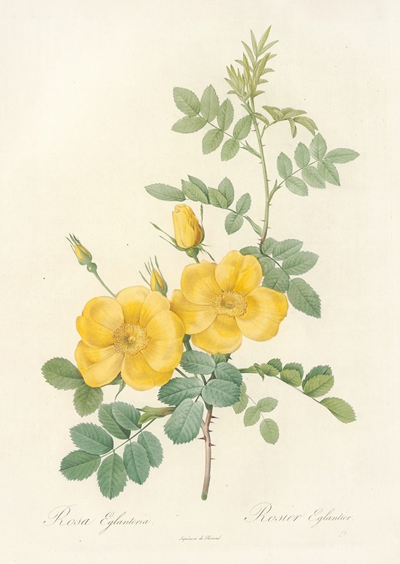 Rosa Eglanteria by Pierre-Joseph Redouté, 1817 - 1824 — digital art print download