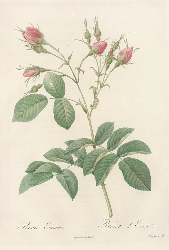 Rosa Evratina by Pierre-Joseph Redouté, 1817 - 1824 — digital art print download