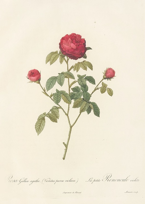 Rosa Gallica Agatha (Var. Parva Violacea) — Pierre-Joseph Redouté