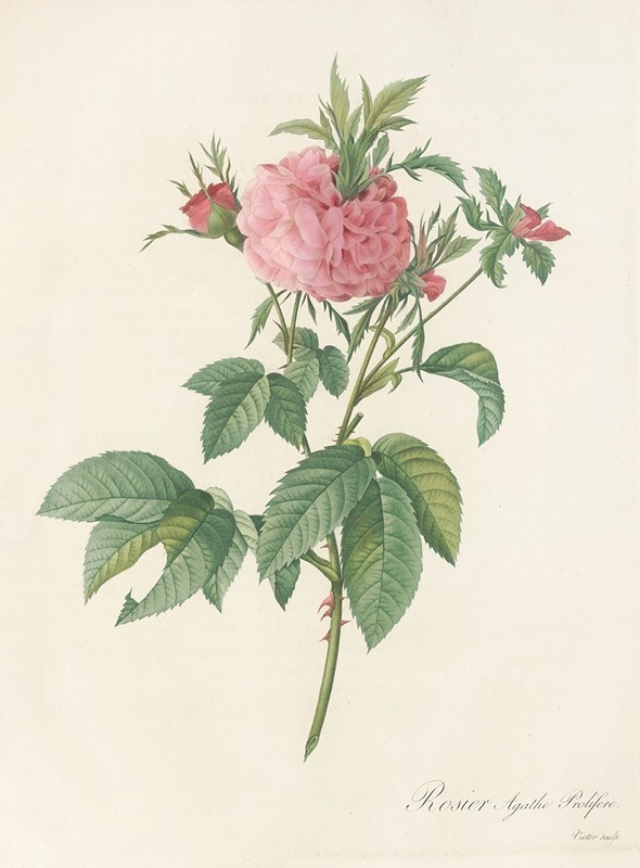 Rosa Gallica Agatha (Var. Prolifera) — Pierre-Joseph Redouté
