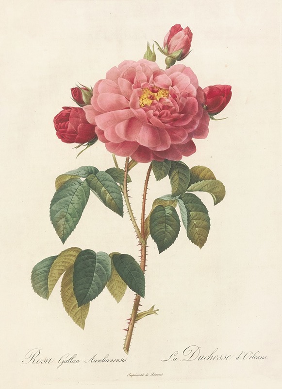 Rosa Gallica Aurelianensis by Pierre-Joseph Redouté, 1817 - 1824 — digital art print download
