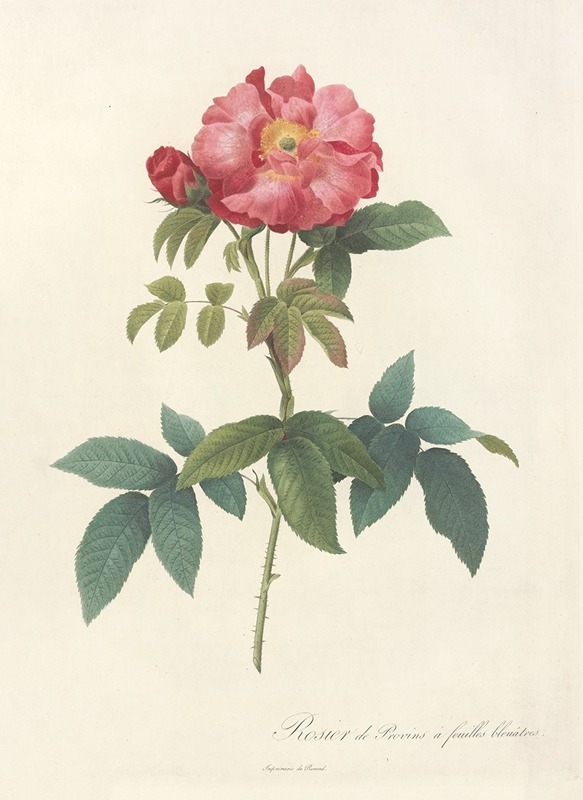 Rosa Gallica Caerulea by Pierre-Joseph Redouté, 1817 - 1824 — digital art print download