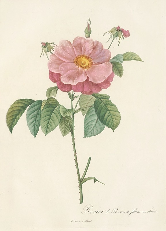 Rosa Gallica Flore Marmoreo by Pierre-Joseph Redouté, 1817 - 1824 — digital art print download