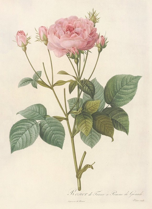 Rosa Gallica Granatus by Pierre-Joseph Redouté, 1817 - 1824 — digital art print download