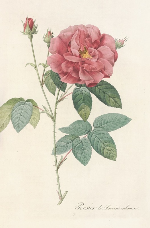 Rosa Gallica Officinalis by Pierre-Joseph Redouté, 1817 - 1824 — digital art print download