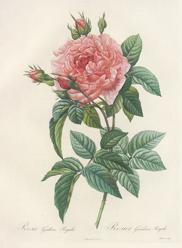 Rosa Gallica Regalis by Pierre-Joseph Redouté, 1817 - 1824 — digital art print download