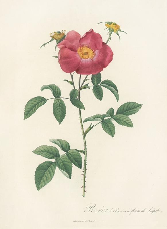 Rosa Gallica Stapeliae Flora by Pierre-Joseph Redouté, 1817 - 1824 — digital art print download