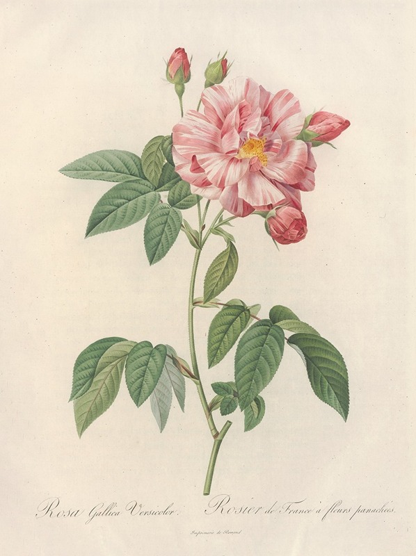 Rosa Gallica Versicolor by Pierre-Joseph Redouté, 1817 - 1824 — digital art print download