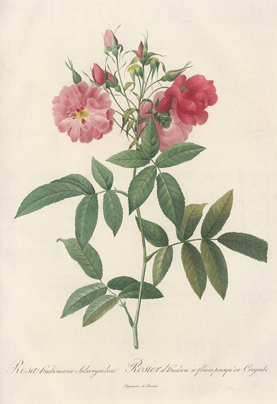 Rosa Hudsoniana Subcorymbosa — Pierre-Joseph Redouté