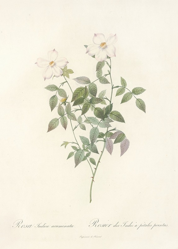 Rosa Indica Acuminata by Pierre-Joseph Redouté, 1817 - 1824 — digital art print download