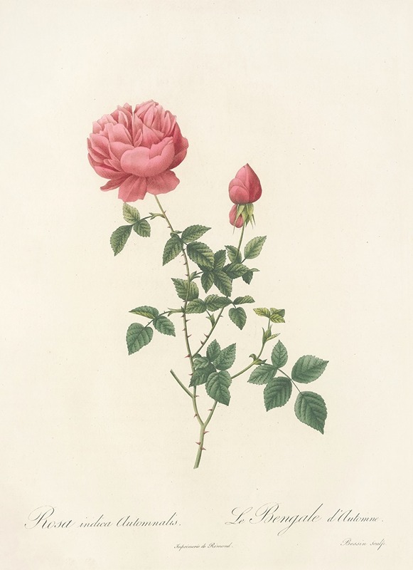 Rosa Indica Automnalis by Pierre-Joseph Redouté, 1817 - 1824 — digital art print download