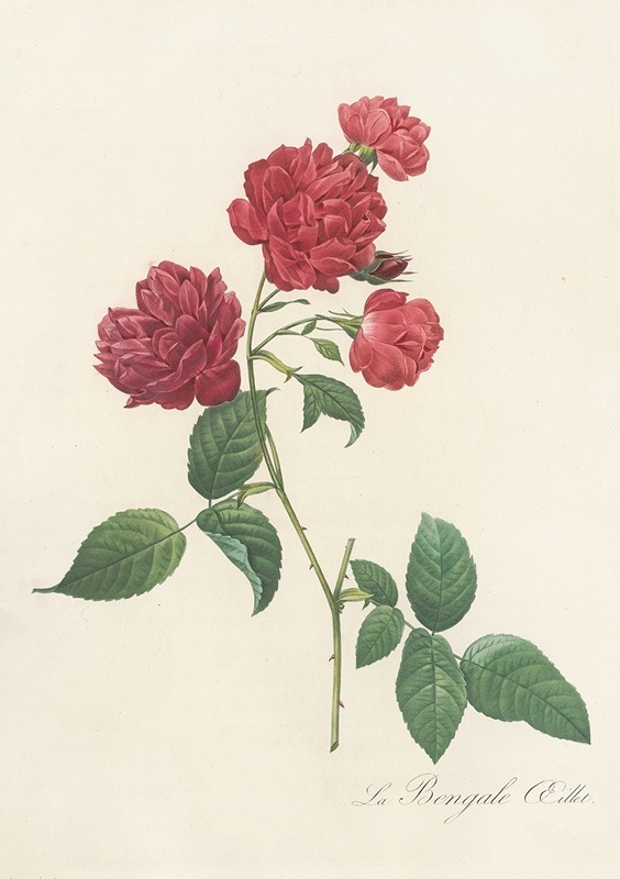 Rosa Indica Caryophyllea by Pierre-Joseph Redouté, 1817 - 1824 — digital art print download
