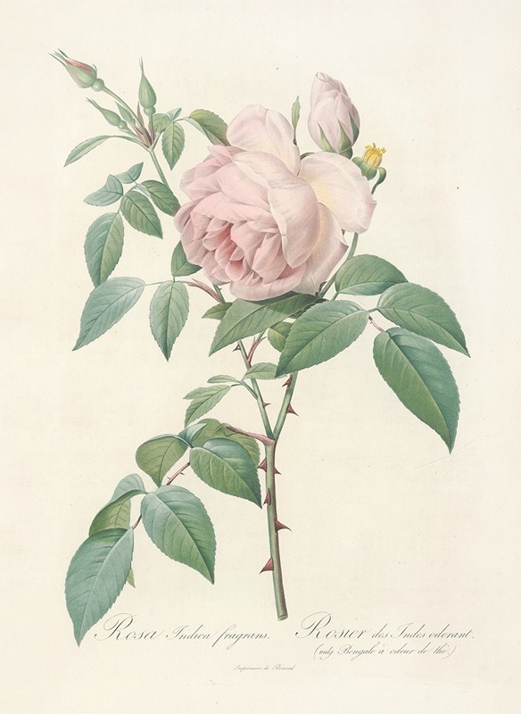 Rosa Indica Fragrans by Pierre-Joseph Redouté, 1817 - 1824 — digital art print download