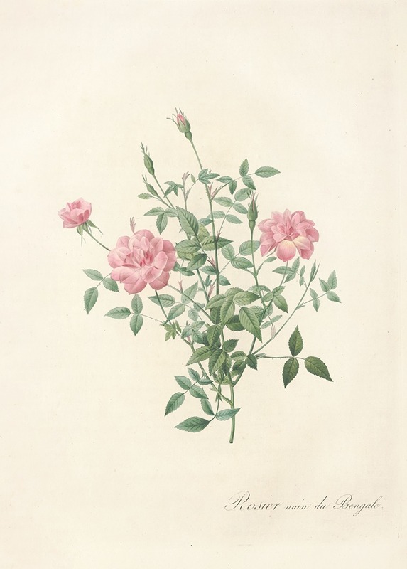 Rosa Indica Pumila by Pierre-Joseph Redouté, 1817 - 1824 — digital art print download