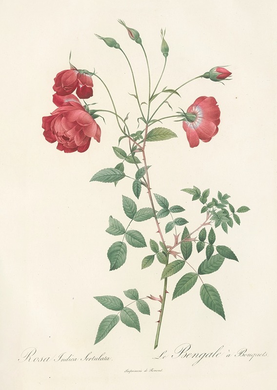Rosa Indica Sertulata by Pierre-Joseph Redouté, 1817 - 1824 — digital art print download