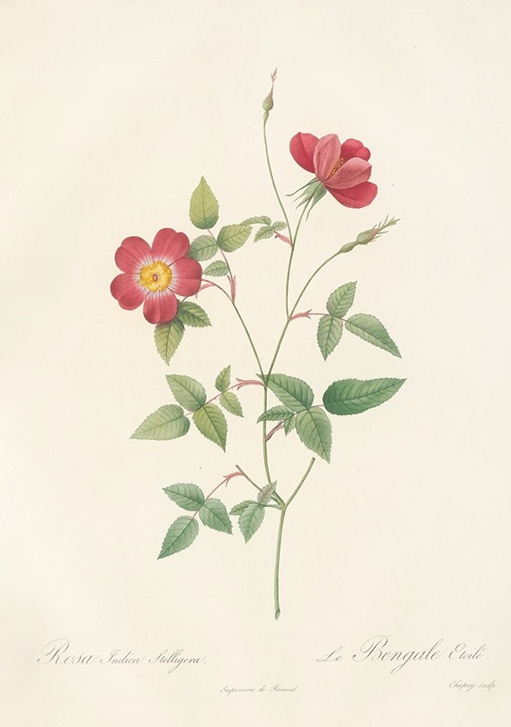 Rosa Indica Stelligera by Pierre-Joseph Redouté, 1817 - 1824 — digital art print download