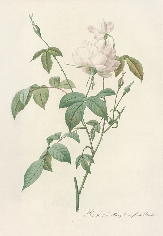 Rosa Indica Subalba by Pierre-Joseph Redouté, 1817 - 1824 — digital art print download