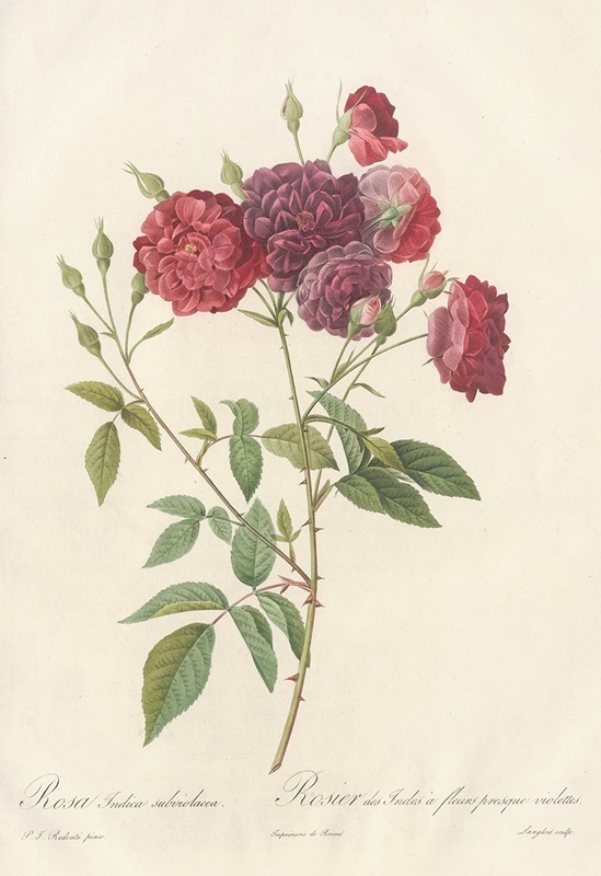Rosa Indica Subviolacea by Pierre-Joseph Redouté, 1817 - 1824 — digital art print download