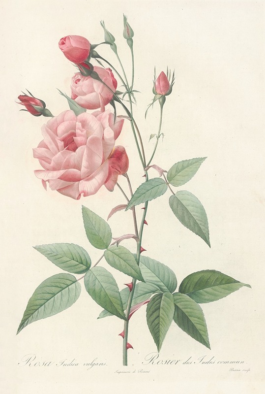 Rosa Indica Vulgaris by Pierre-Joseph Redouté, 1817 - 1824 — digital art print download