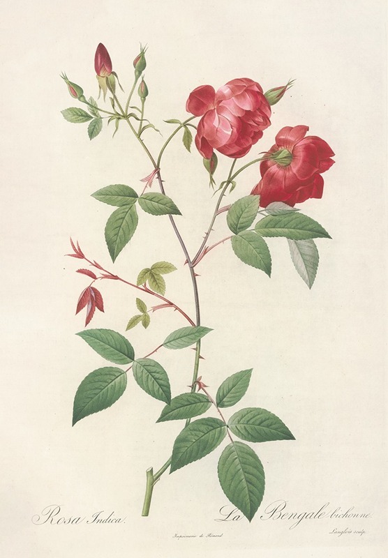 Rosa Indica; Rosier de Chine a fleurs doubles — Pierre-Joseph Redouté
