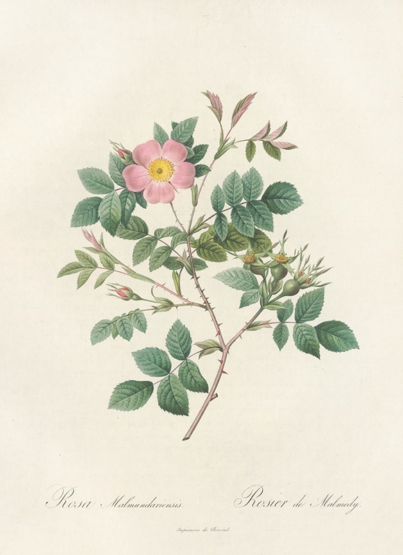 Rosa Malmundariensis by Pierre-Joseph Redouté, 1817 - 1824 — digital art print download