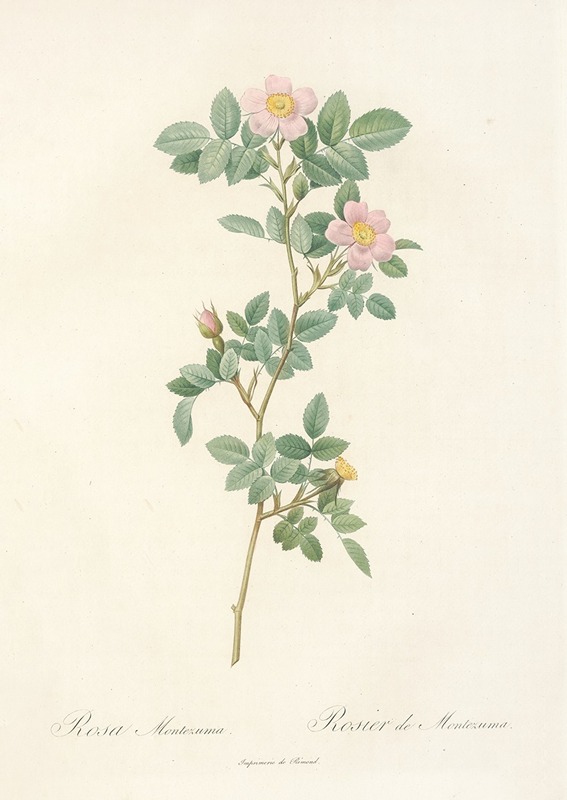 Rosa Montezuma by Pierre-Joseph Redouté, 1817 - 1824 — digital art print download