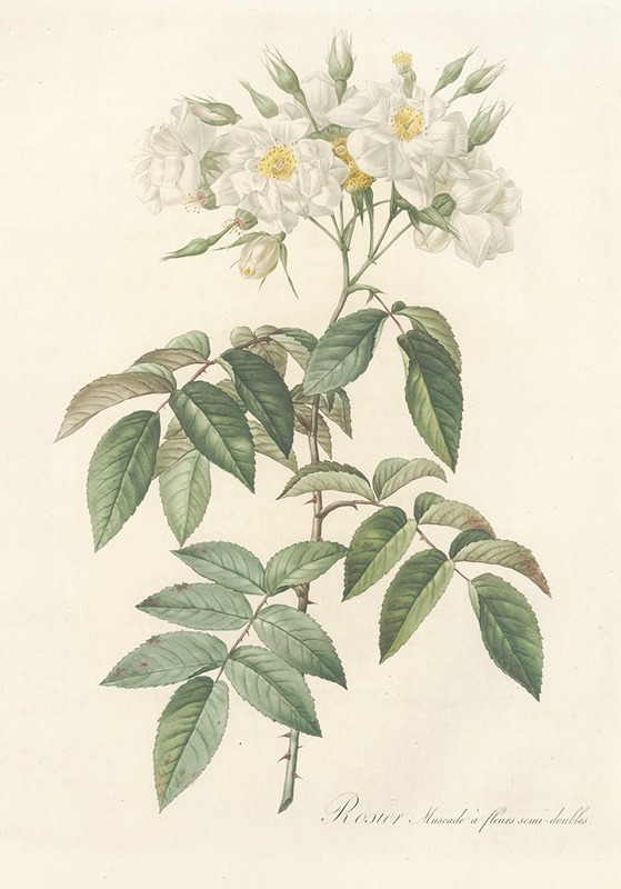Rosa Moschata Flore Semi-Pleno by Pierre-Joseph Redouté, 1817 - 1824 — digital art print download