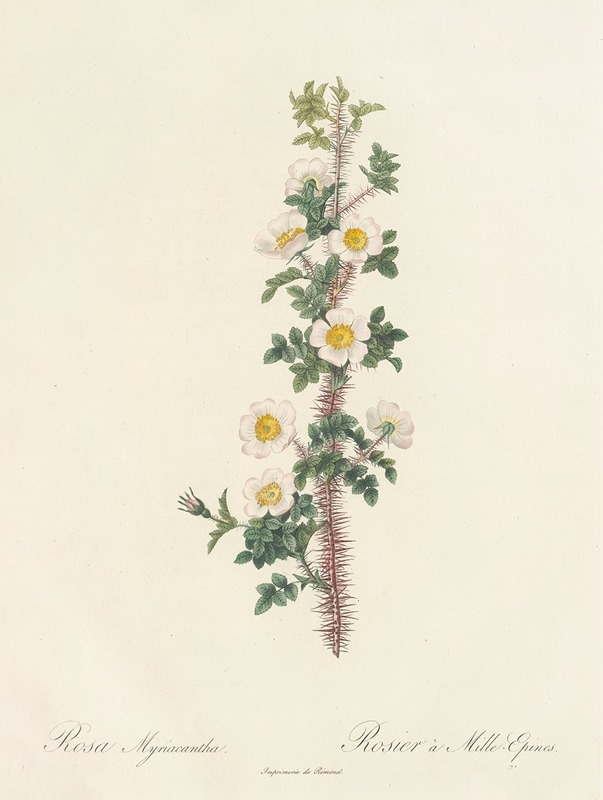 Rosa Myriacantha by Pierre-Joseph Redouté, 1817 - 1824 — digital art print download