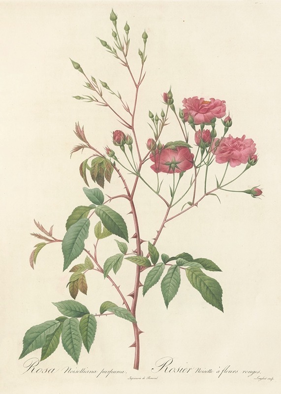 Rosa Noisettiana Purpurea — Pierre-Joseph Redouté