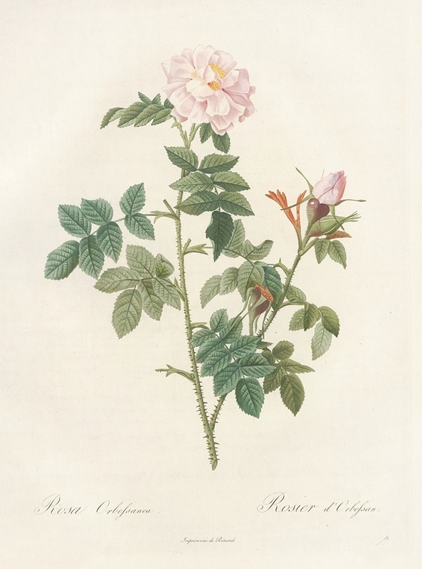 Rosa Orbessanea by Pierre-Joseph Redouté, 1817 - 1824 — digital art print download