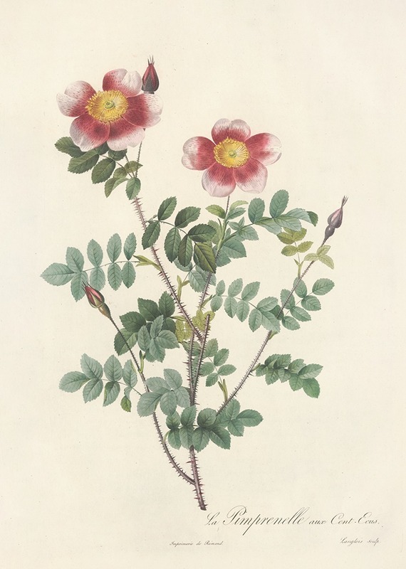 Rosa Pimpinellifolia Flore Variegato — Pierre-Joseph Redouté