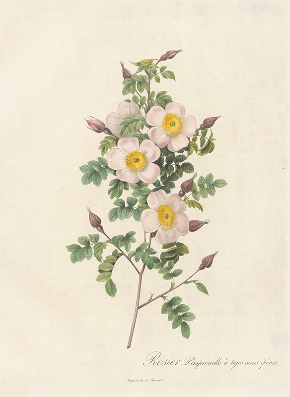 Rosa Pimpinellifolia Inermis by Pierre-Joseph Redouté, 1817 - 1824 — digital art print download