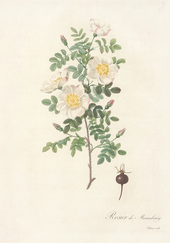 Rosa Pimpinellifolia Mariaeburgensis — Pierre-Joseph Redouté