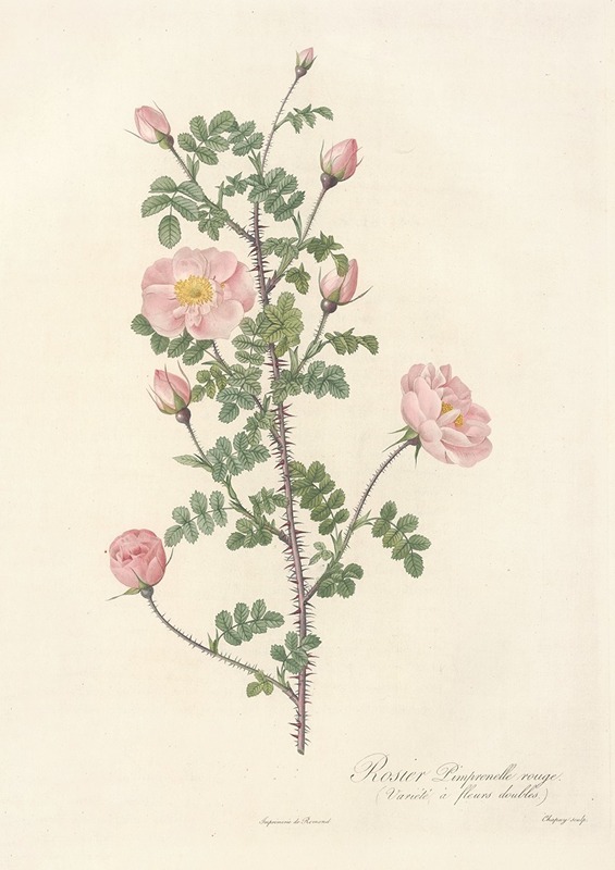 Rosa Pimpinellifolia Rubra by Pierre-Joseph Redouté, 1817 - 1824 — digital art print download