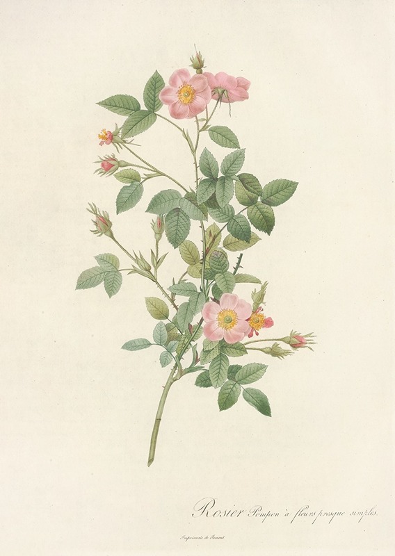 Rosa Pomponia Flore Subsimplici by Pierre-Joseph Redouté, 1817 - 1824 — digital art print download