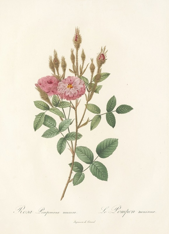 Rosa Pomponiana Muscosa — Pierre-Joseph Redouté