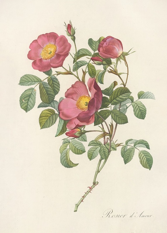 Rosa Pumila by Pierre-Joseph Redouté, 1817 - 1824 — digital art print download