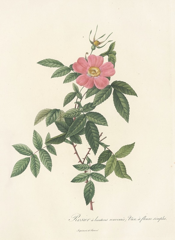 Rosa Reclinata Flore Simplici — Pierre-Joseph Redouté